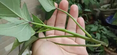 红薯阳台盆栽种植方法2.jpg