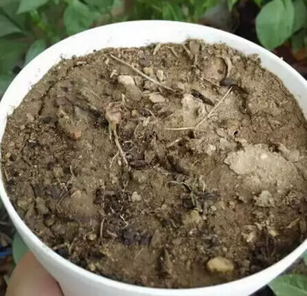 红薯阳台盆栽种植方法3.jpg