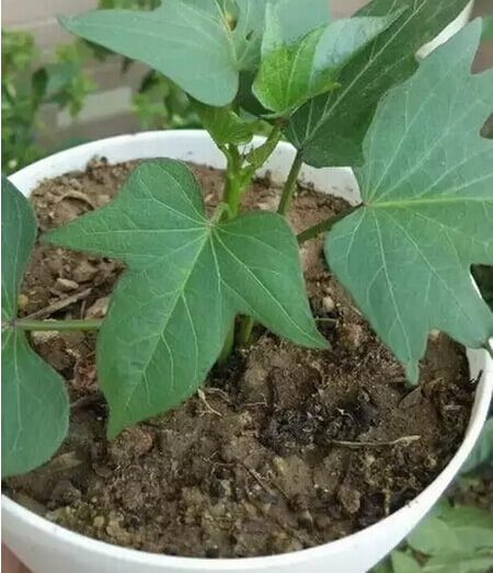 红薯阳台盆栽种植方法4.jpg