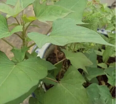 红薯阳台盆栽种植方法5.jpg
