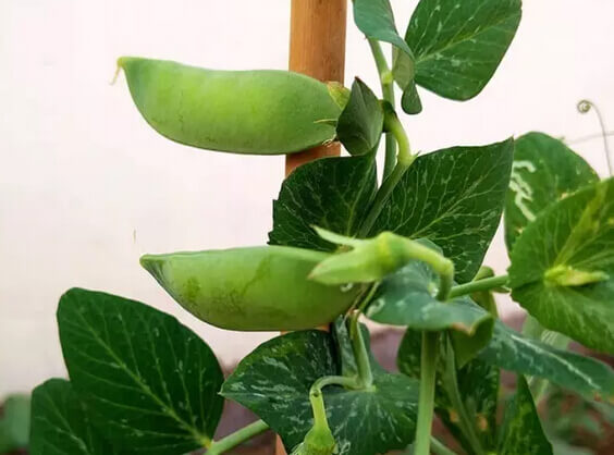花盆种豌豆6.jpg