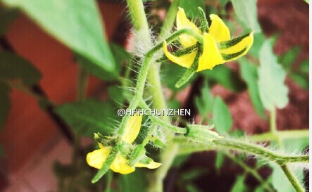 阳台种的西红柿开花不结果.jpg