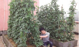 阳台蔬菜搭架2.jpg