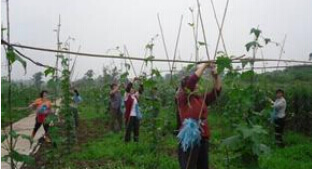 阳台蔬菜搭架3.jpg