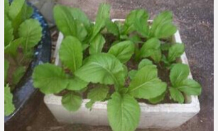长沙哪有卖泡沫箱种菜用.jpg