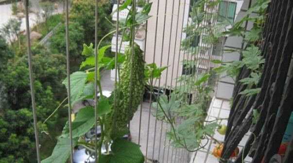 苦瓜阳台盆栽种植方法0.jpg