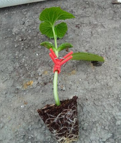 苦瓜阳台盆栽种植方法1.jpg