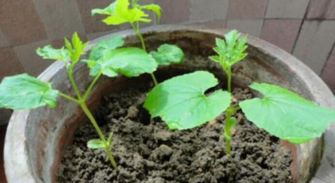 苦瓜阳台盆栽种植方法.jpg
