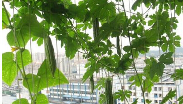 苦瓜阳台盆栽种植方法3.jpg