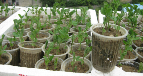 阳台种菜使用一次性杯子育苗方法.jpg