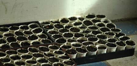 阳台种菜使用一次性杯子育苗方法1.jpg