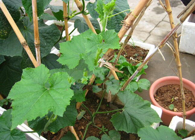 节瓜阳台盆栽种植方法3.jpg