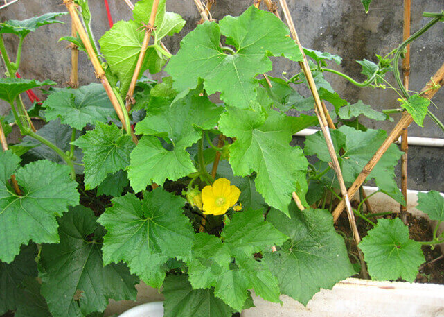 节瓜阳台盆栽种植方法4.jpg