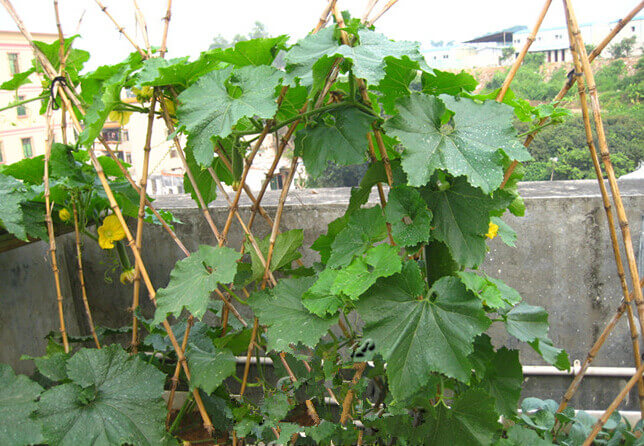 节瓜阳台盆栽种植方法5.jpg