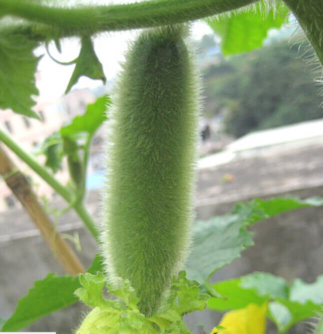 节瓜阳台盆栽种植方法7.jpg
