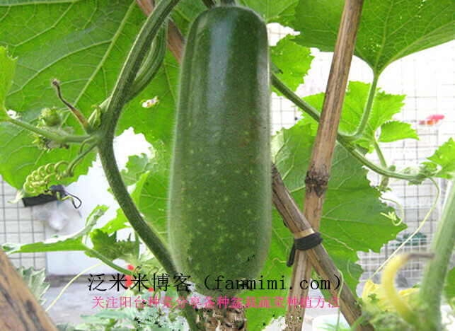 节瓜阳台盆栽种植方法8.jpg