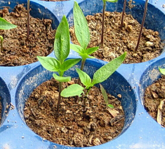 朝天椒阳台盆栽种植方法.jpg