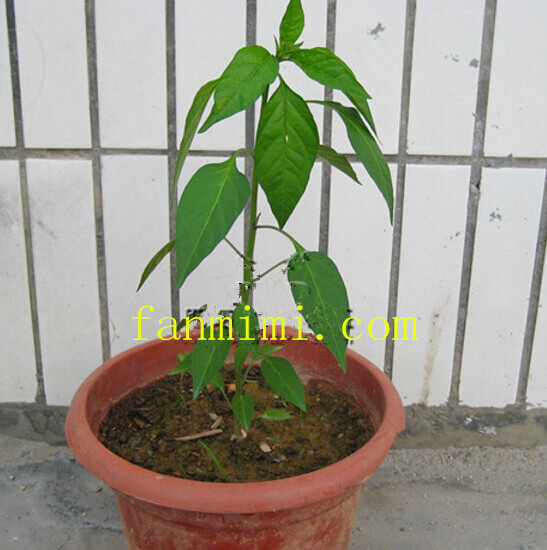 朝天椒阳台盆栽种植方法3.jpg