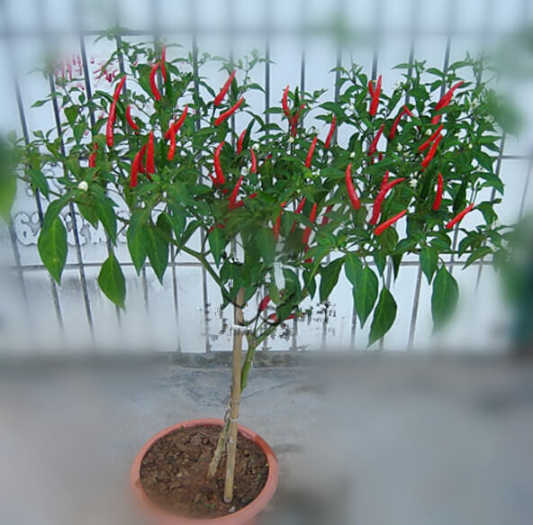 朝天椒阳台盆栽种植方法4.jpg