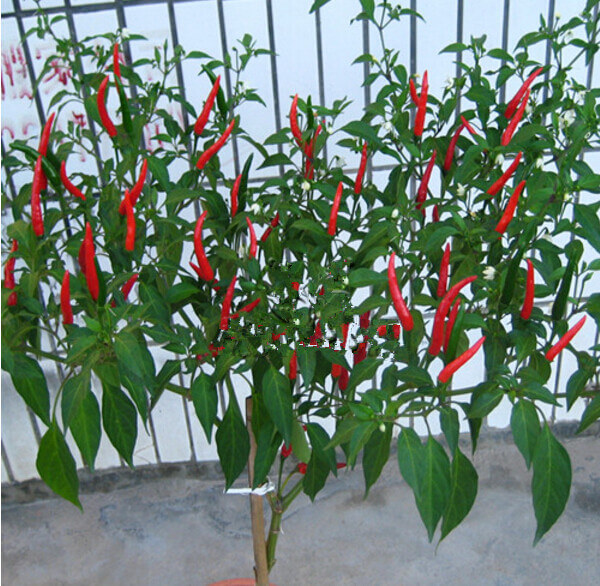 朝天椒阳台盆栽种植方法5.jpg