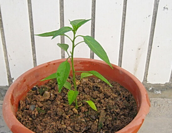 朝天椒阳台盆栽种植方法2.jpg