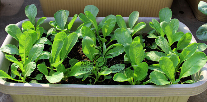 萝卜芽苗菜阳台盆栽种植方法5.jpg