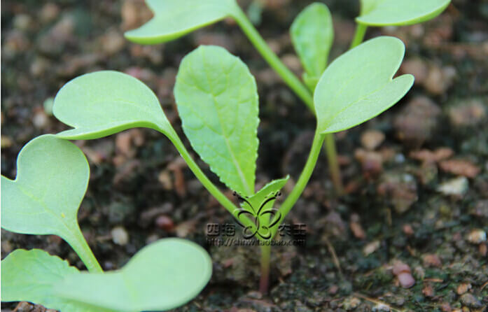 萝卜芽苗菜阳台盆栽种植方法3.jpg