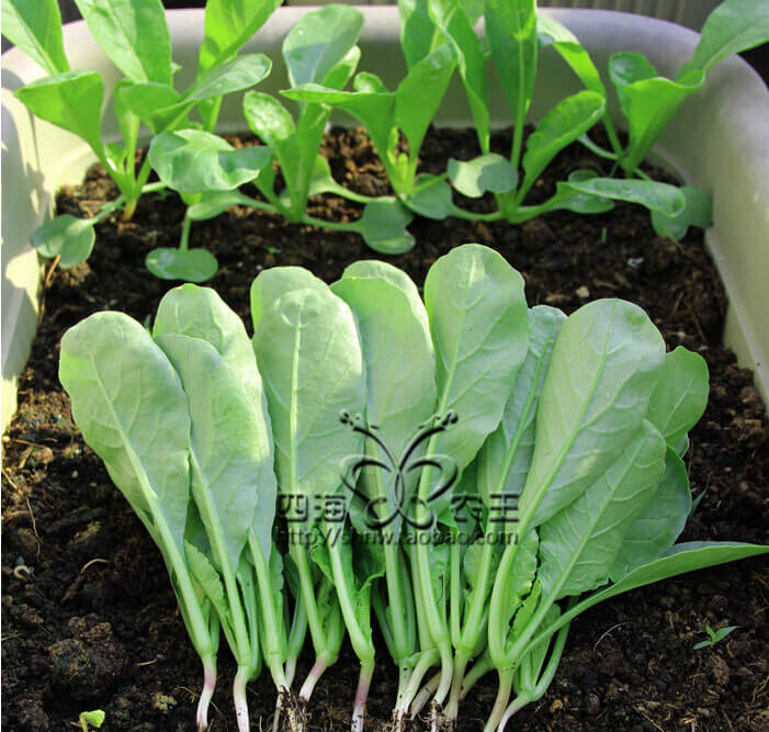 萝卜芽苗菜阳台盆栽种植方法6.jpg