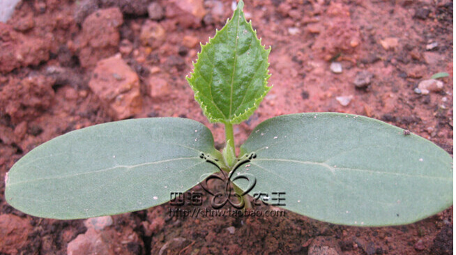 黄瓜阳台盆栽种植方法.jpg