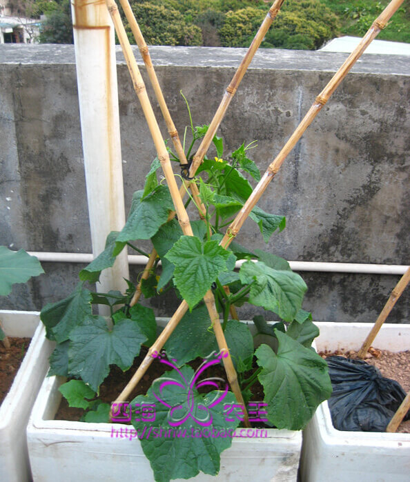黄瓜阳台盆栽种植方法4.jpg