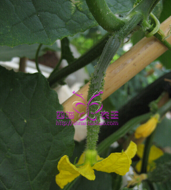 黄瓜阳台盆栽种植方法6.jpg