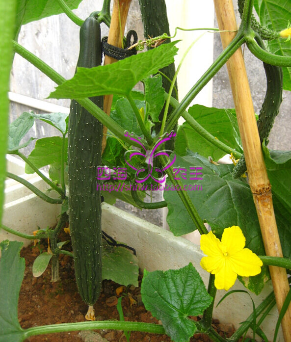 黄瓜阳台盆栽种植方法7.jpg