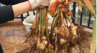 生姜阳台盆栽种植方法6.jpg