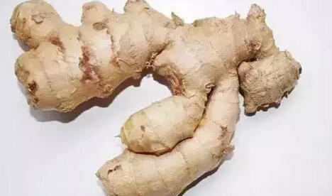 生姜阳台盆栽种植方法.jpg