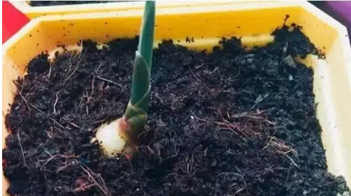 生姜阳台盆栽种植方法2.jpg