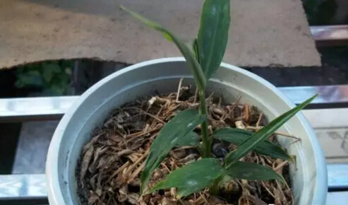 生姜阳台盆栽种植方法3.jpg