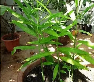 生姜阳台盆栽种植方法4.jpg
