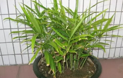 生姜阳台盆栽种植方法5.jpg