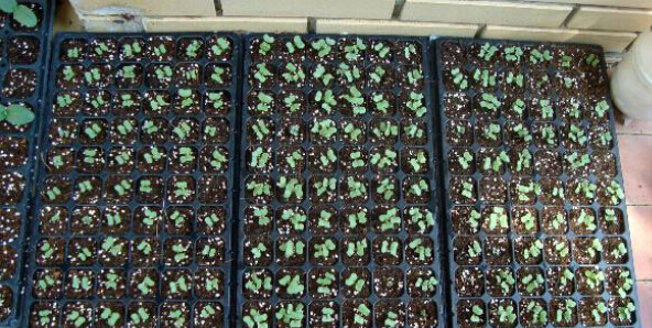 椰砖和泥炭土种菜哪种划算？阳台种菜买什么土性价比最高？1.jpg