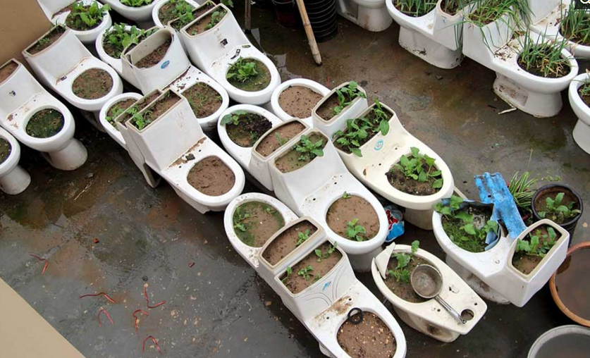 种菜牛人搞百十个马桶楼顶种菜3.png