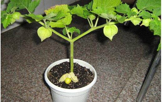 姑娘果（菇娘果）阳台盆栽种植方法00.jpg