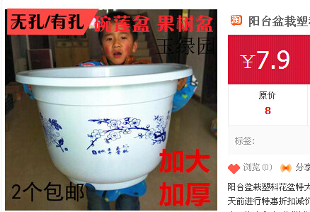 姑娘果（菇娘果）阳台盆栽种植盆1.jpg