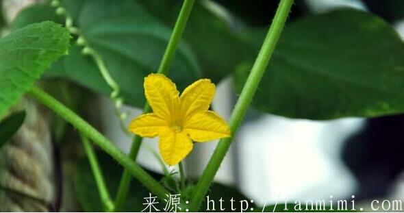阳台种的黄瓜不开花是怎么回事？阳台种的丝瓜苦瓜南瓜不开花怎么办？1.jpg