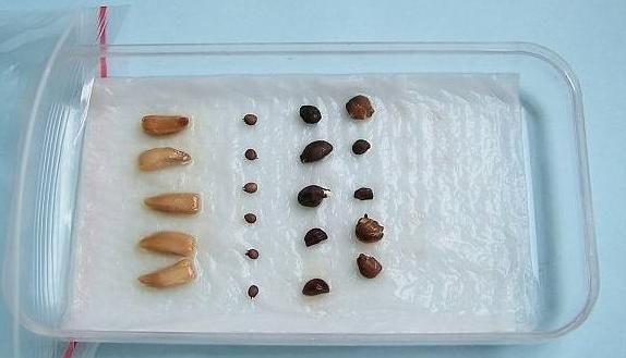 蔬菜种子怎么催芽？阳台种菜常用的种子催芽方法汇总.jpg