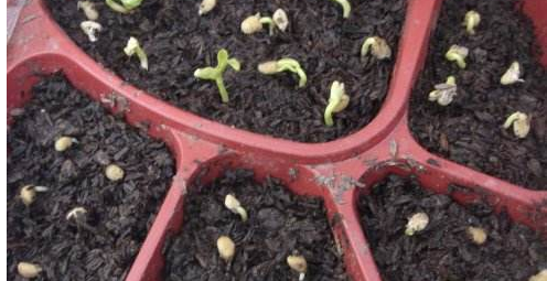阳台种菜常见的直接播种方法，撒播、点播、条播方法适用的蔬菜介绍.png