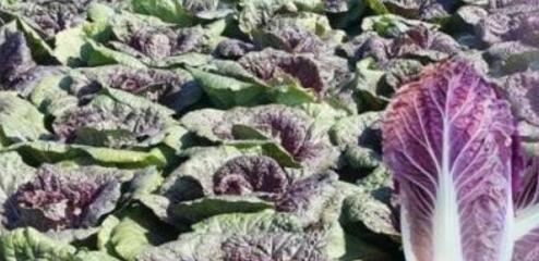 紫白菜阳台盆栽种植方法.jpg