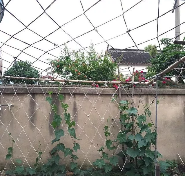 阳台种菜黄瓜架、丝瓜架搭法.png