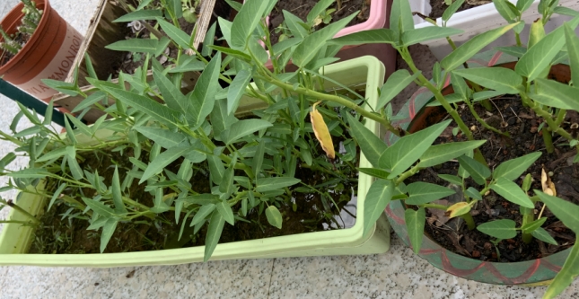 阳台种菜种的空心菜长不粗，很细，是什么问题？是缺肥吗.jpg