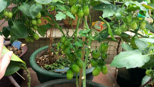 浙江3月份适合种什么菜？浙江杭州3月份适合种什么菜？1.png