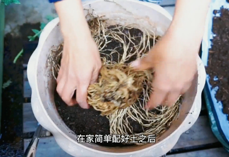 阳台盆栽芦笋诀窍，当年种当年收，种一次吃几年芦笋5.png